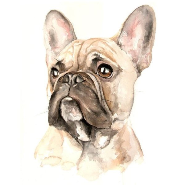 Бульдоги картинки милые мультяшки