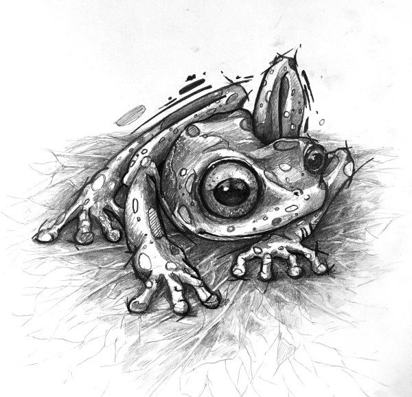 Скетчи лягушек милые