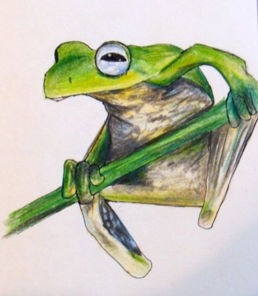 Лягушонок скетч