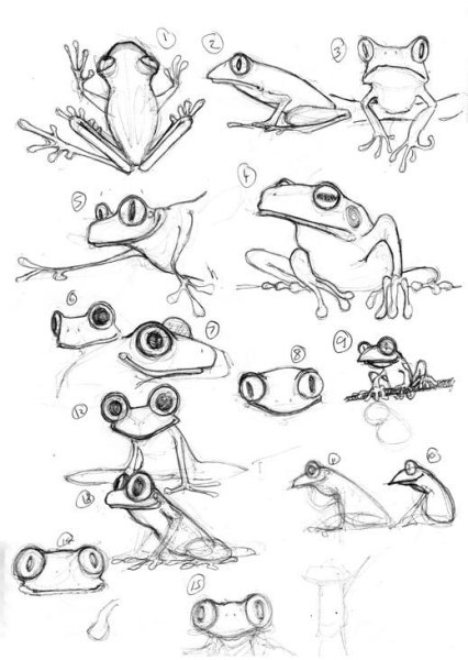 Лягушка набросок
