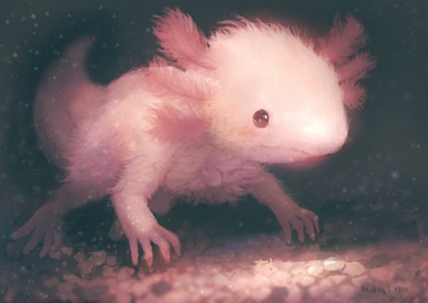 Фурсона аксолотль