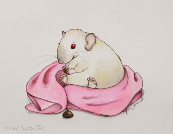 Милые крыски для срисовки