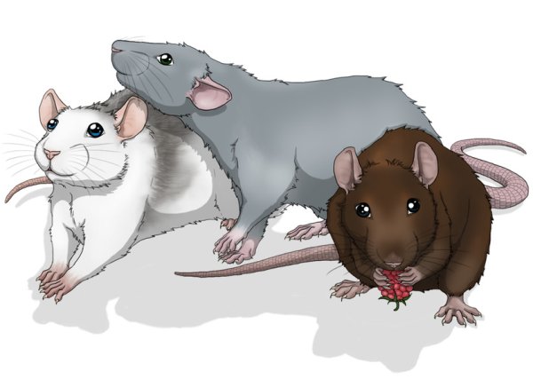 Крыса милый арт