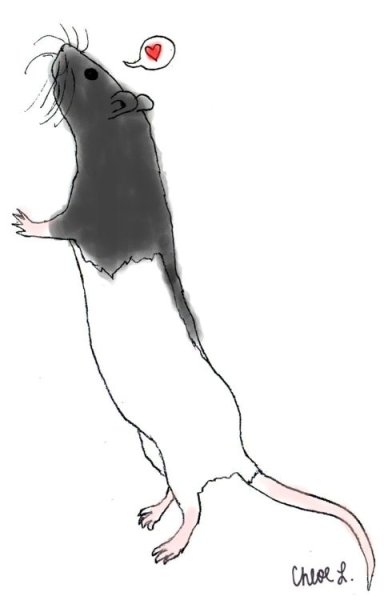 Крыса рисунок легкий