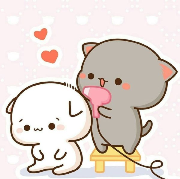 Кавайные котики любовь