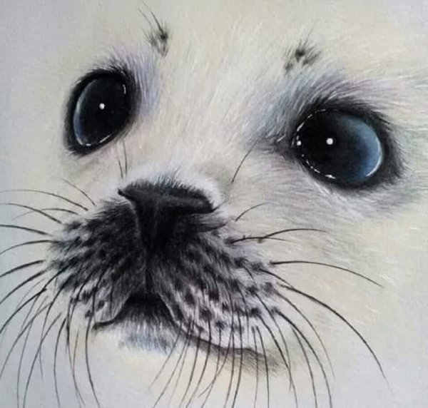 Тюлень из пингвинов Мадагаскара