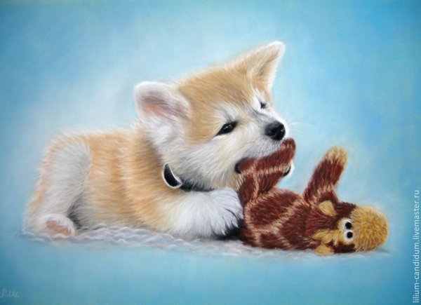 Акита ину милашка