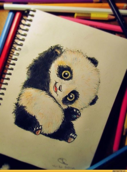 Панда рисунок карандашом