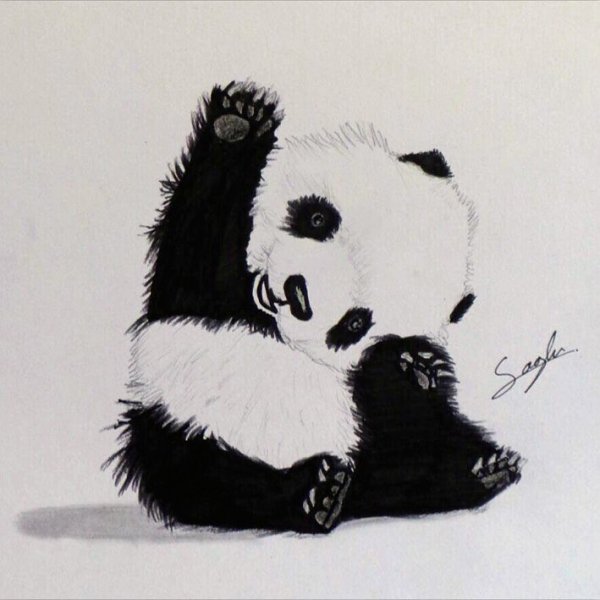 Милые панды для срисовки