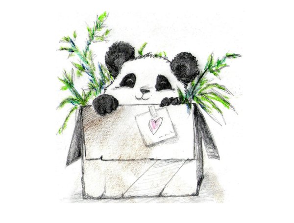 Енот рисунок для срисовки