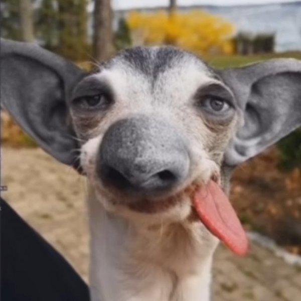 Значок черепа