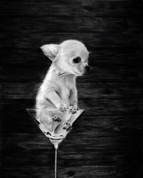 Чихуахуа в бокале