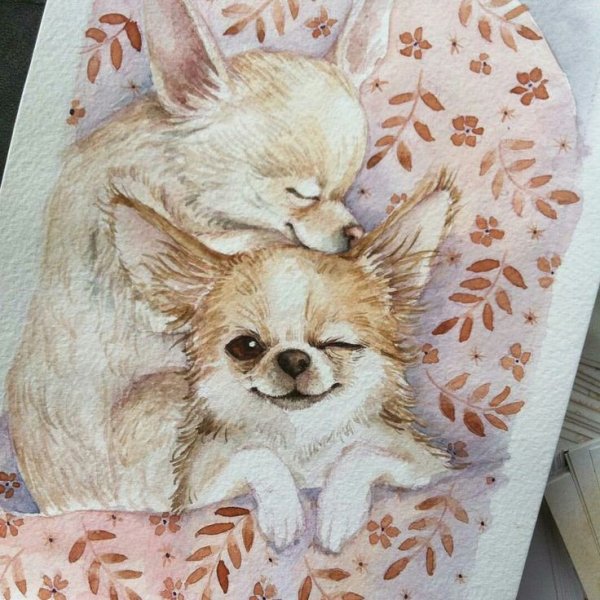 Картина на холсте чихуахуа