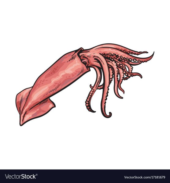 Кальмар Векторная Графика