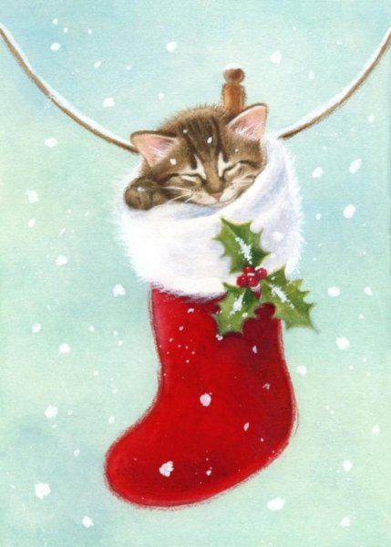 Кот в новогоднем носке