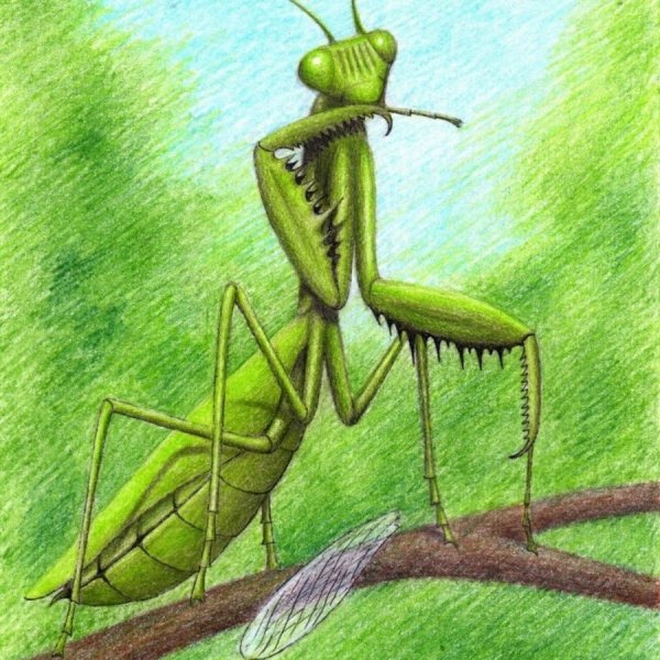 Богомол рисунок