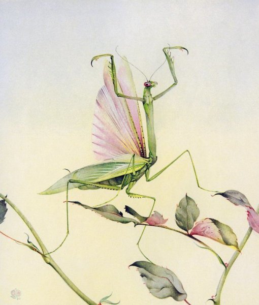 Энтомолог богомол