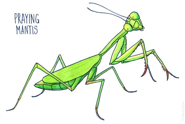 Дети богомола