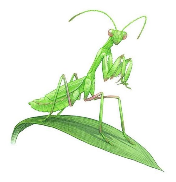 Нарисовать богомола