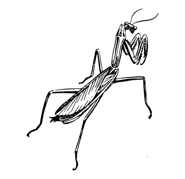 Богомол карандашом