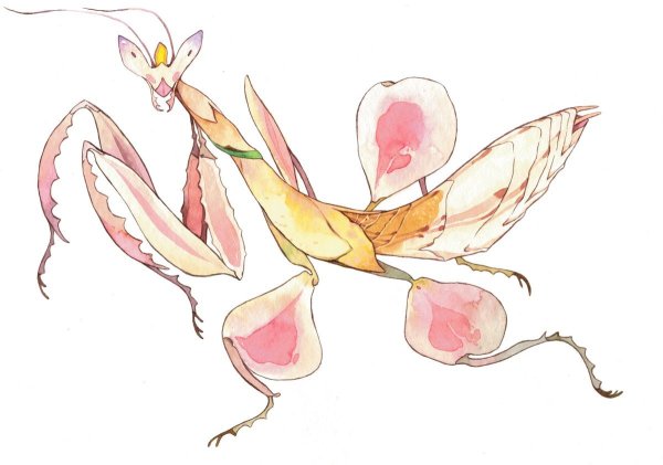 Орхидейный богомол рисунок