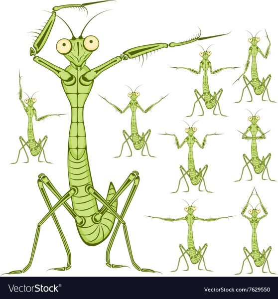 Жизненный цикл богомола