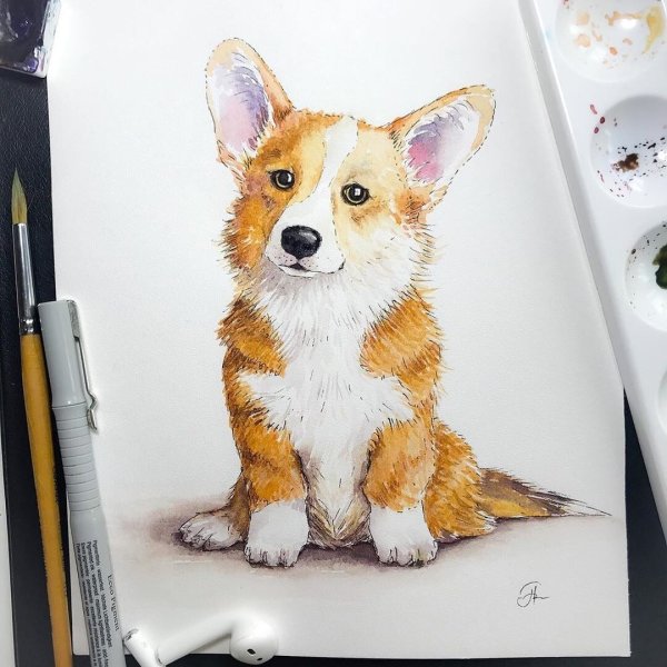 Скетчпад. Корги