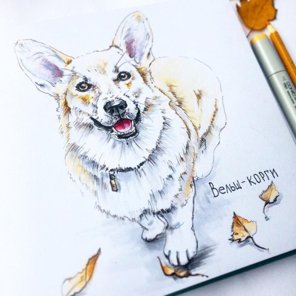 Скетчинг собака