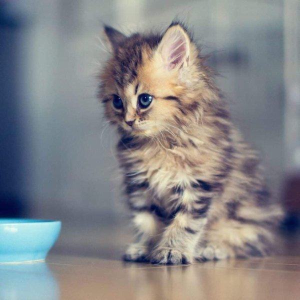 Картины Rihards Donskis коты