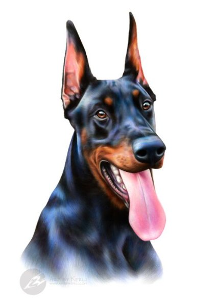 Доберман цветными карандашами