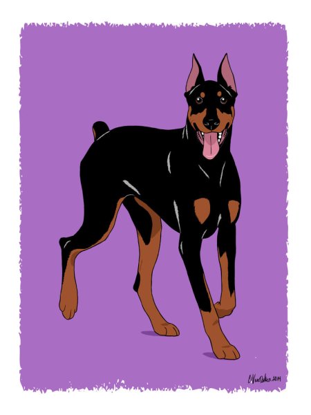 Собака Доберман