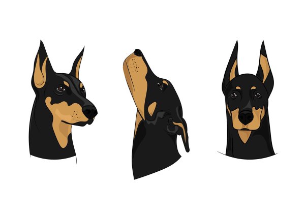 Доберман арт