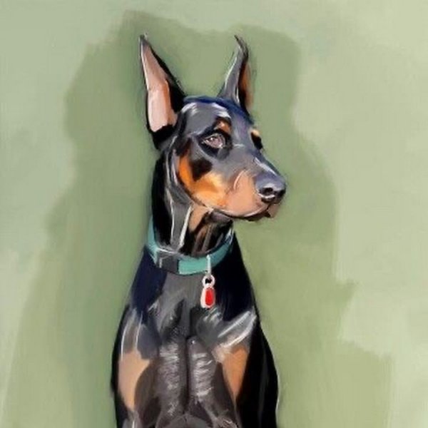 Доберман-пинчер фурри