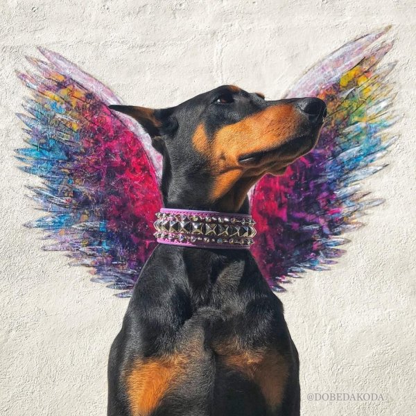 Доберман с крыльями