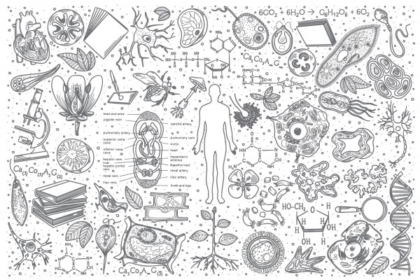 Биологические рисунки