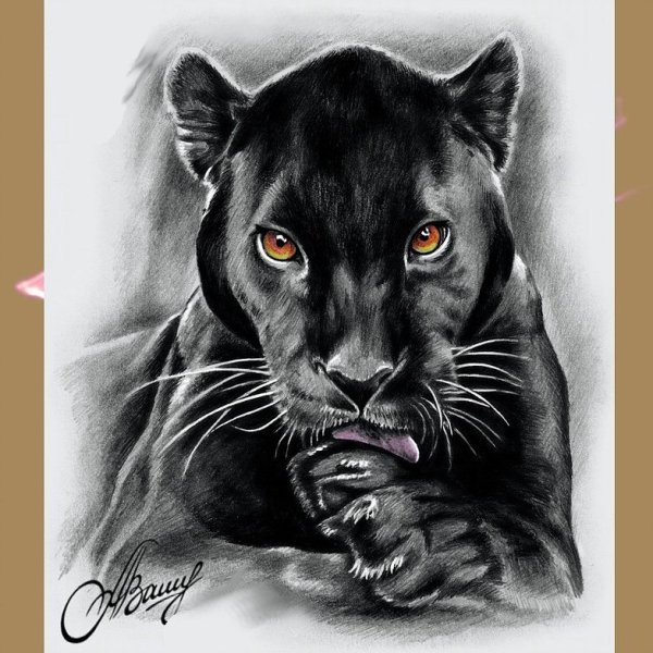 Пантера тату эскиз