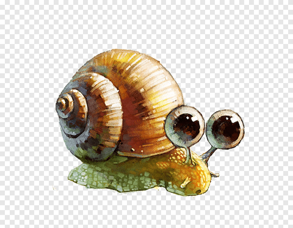 Улитка рисунок акварель