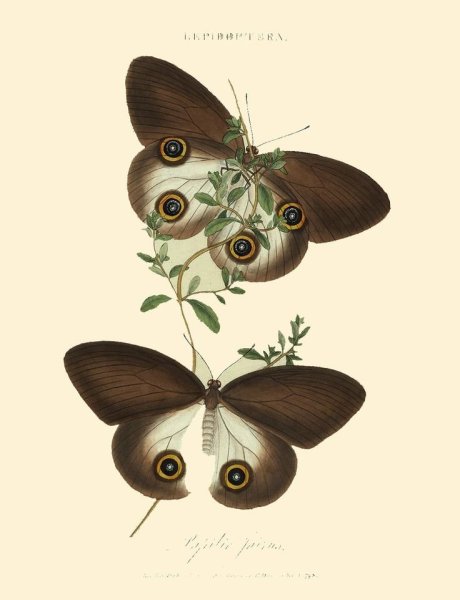 Винтажная бабочка