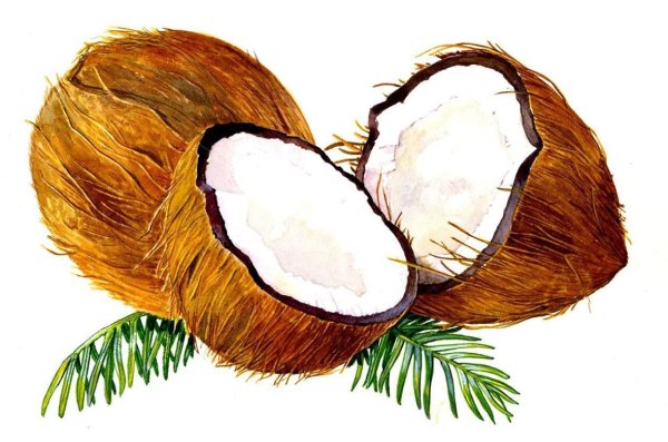 Кокос рисунок