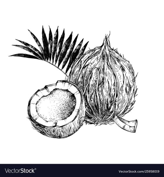 Кокос эскиз