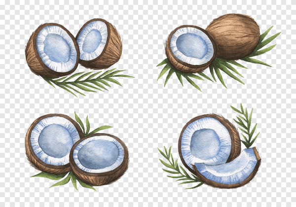 Кокос рисунок