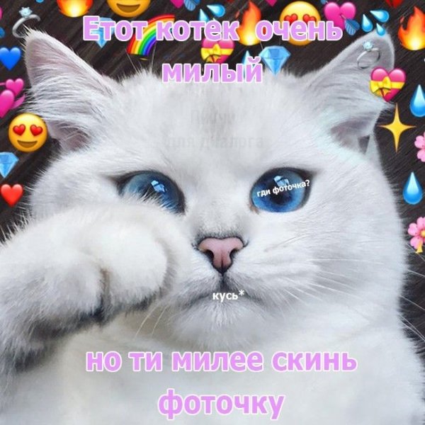 Милые подкаты с котиками