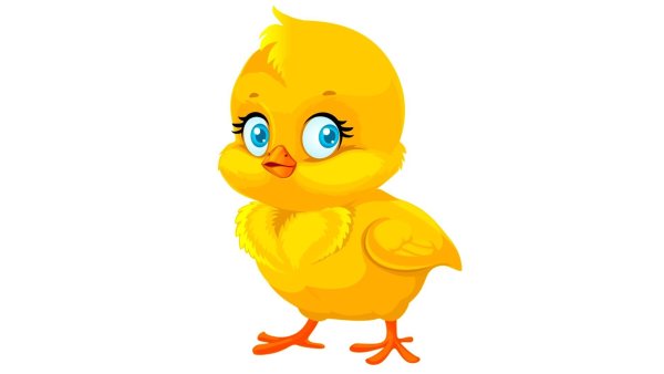 Цыпленок на прозрачном фоне