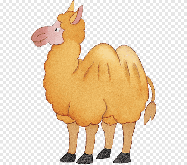 Милый верблюд