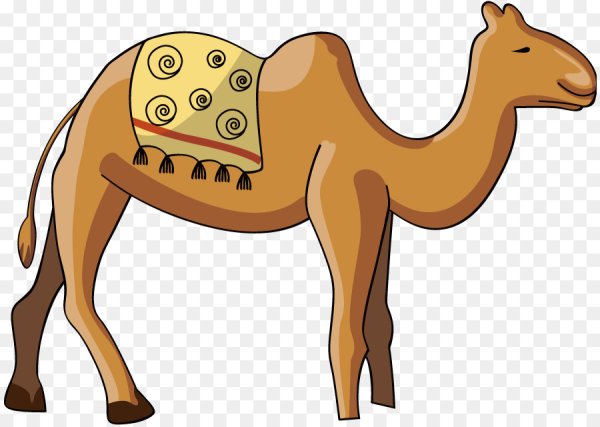 Camel вектор