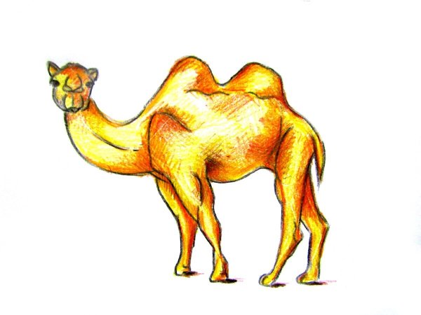 Верблюд для детей