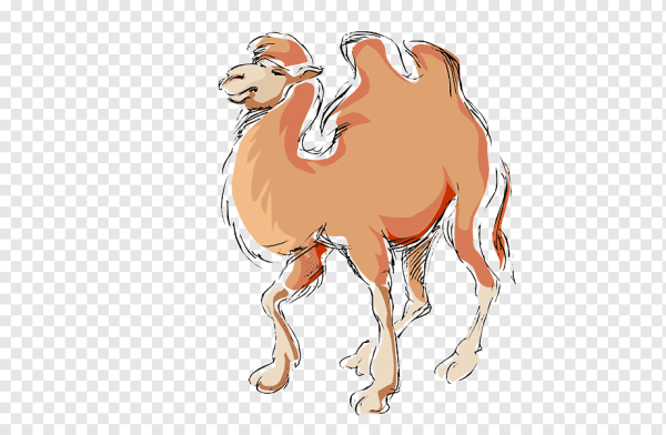 Верблюд в иллюстраторе