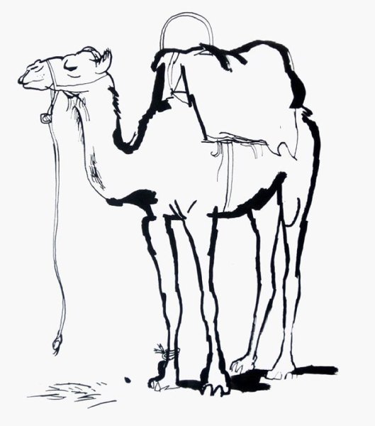 Верблюд карандашом