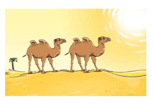 Верблюд картинка