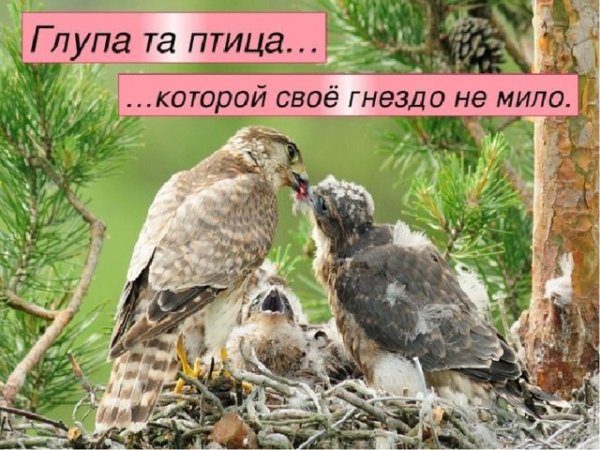 Глупа та птица которой своё гнездо не мило